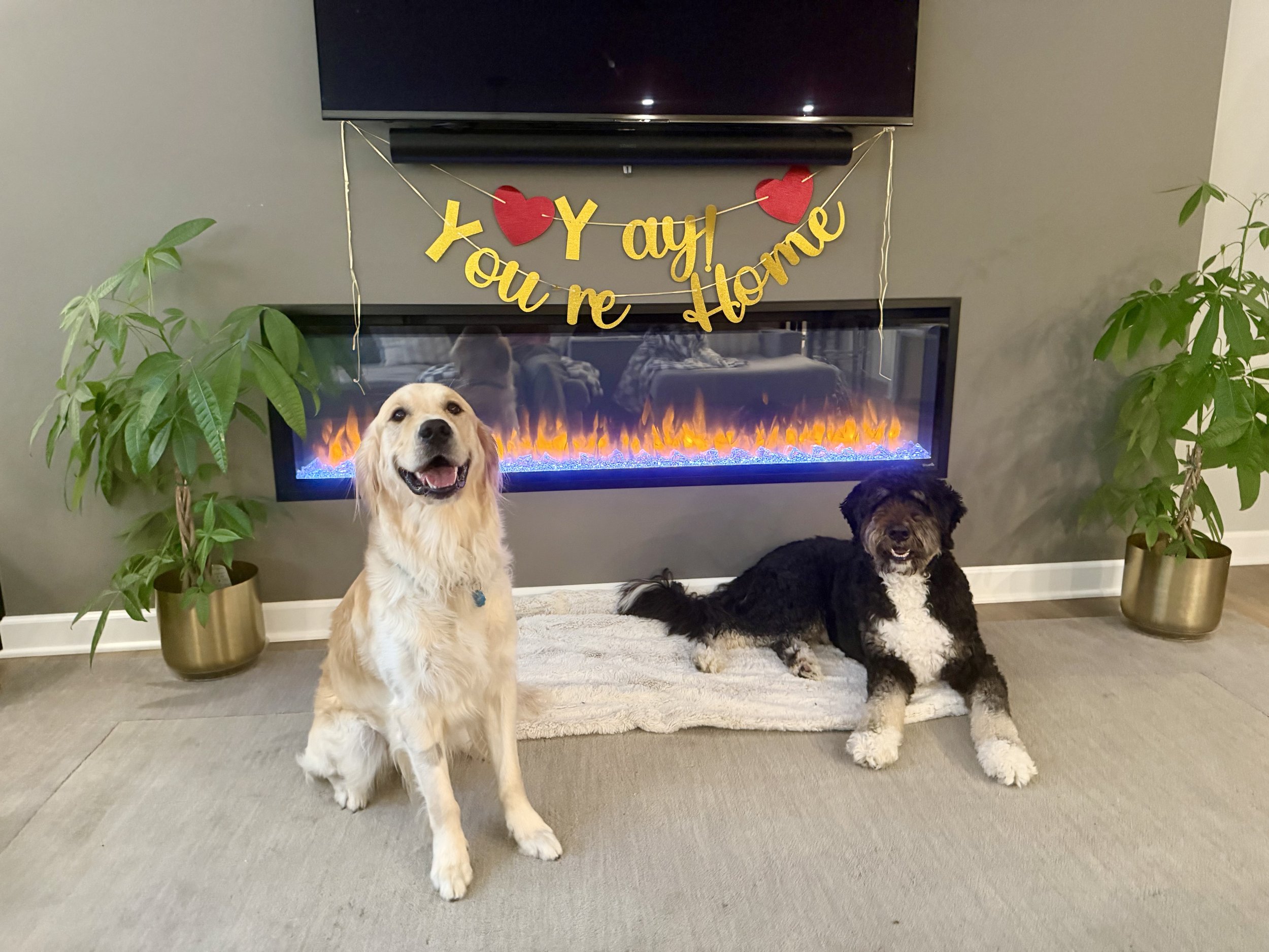Murphy — Golden Retriever Rescue of Wisconsin